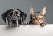 Pesquisa revela que 50% dos brasileiros evitam falar sobre o envelhecimento de seus pets