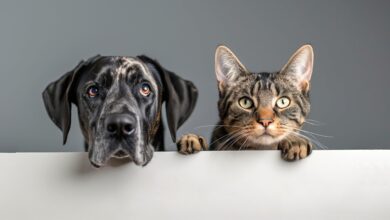 Pesquisa revela que 50% dos brasileiros evitam falar sobre o envelhecimento de seus pets