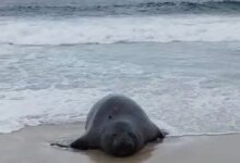 Elefante-marinho atrai atenção de banhistas em praia do Rio