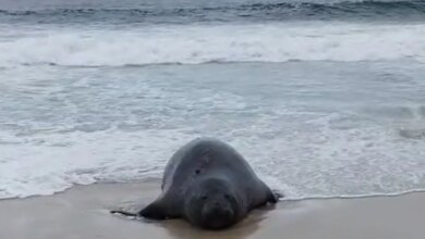 Elefante-marinho atrai atenção de banhistas em praia do Rio